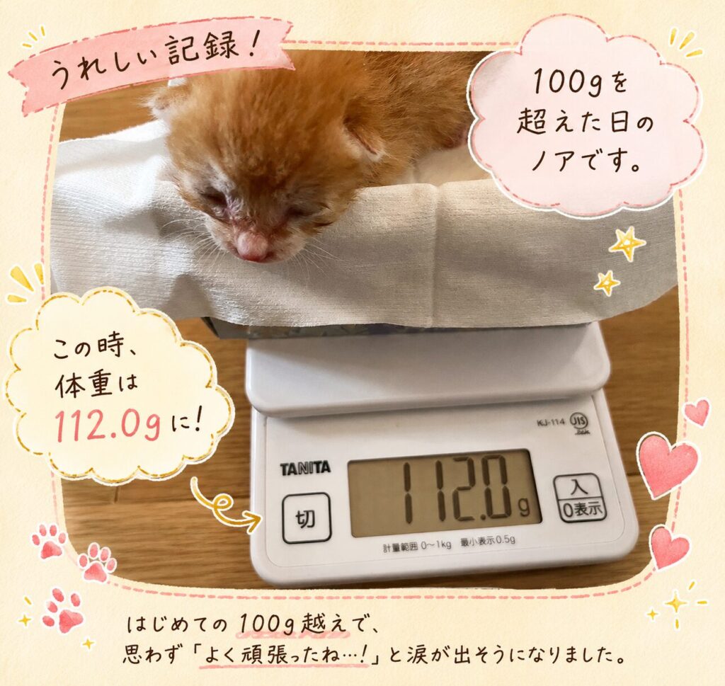 100gを超えたことがわかるキッチンスケールと子猫画像