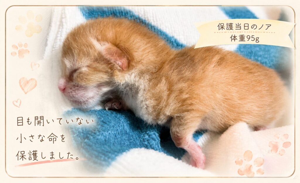 保護した当日の実際の写真